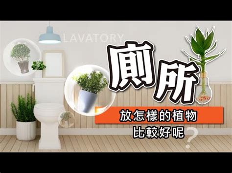 廁所放的植物|廁所放什麼植物好？4種耐陰且好照顧的植物推薦 